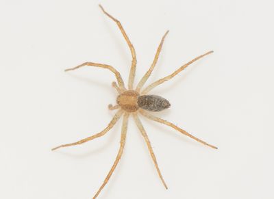Philodromus albidus ( Blek snabblpare )