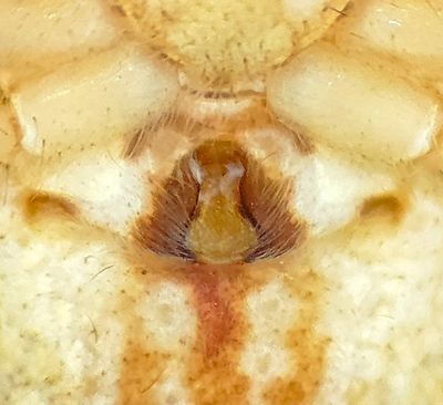 Philodromus praedatus ( Eksnabblpare )