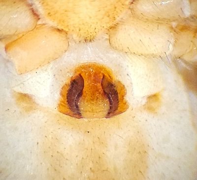 Philodromus aureolus ( Gyllensnabblpare )