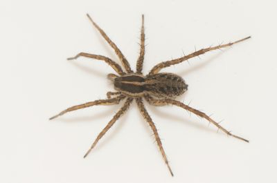 Pardosa palustris ( Vitbrmad vargspindel )