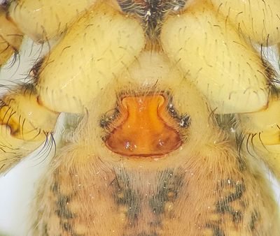 Pardosa palustris ( Vitbrämad vargspindel )