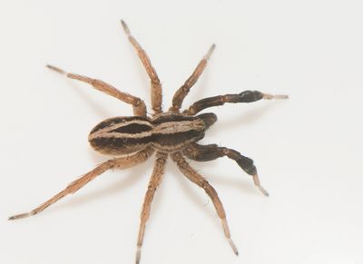 Alopecosa cuneata ( Tjockbent vargspindel )