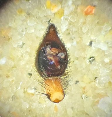 Trollaviken Halland 20.8-24 palpe adult male