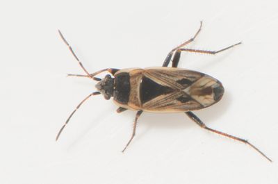 Xanthochilus quadratus
