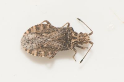 Arenocoris fallenii