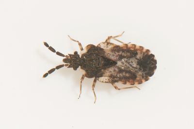 Aradus depressus
