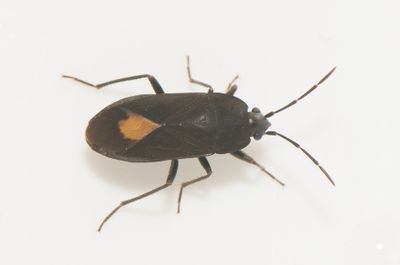 Aphanus rolandri