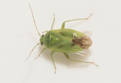 Apolygus lucorum  5 mm
