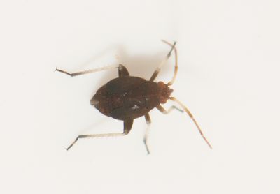 Criocoris crassicornis