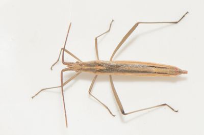 Chorosoma schillingii