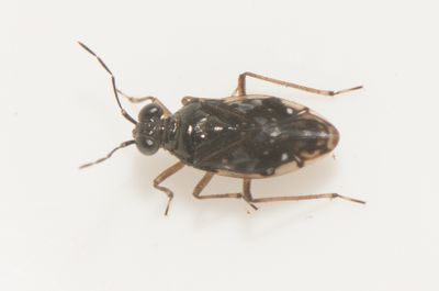 Chartoscirta cincta
