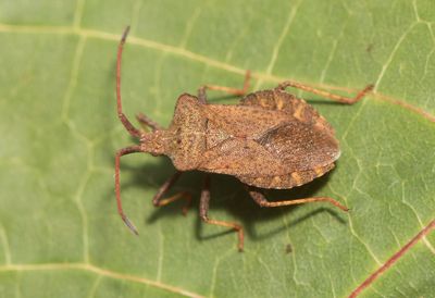 Coreus marginatus