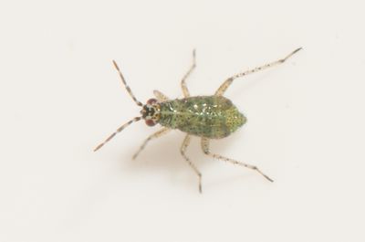Dicyphus annulatus