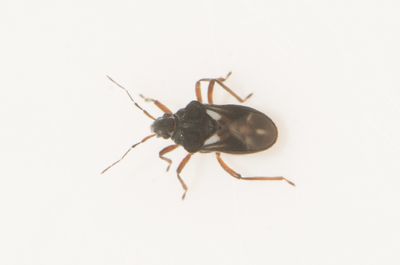 Hebrus pusillus