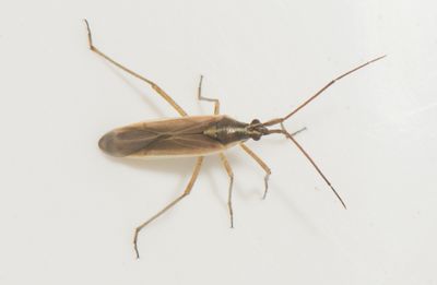 Lngemla Smland 6.6-24
