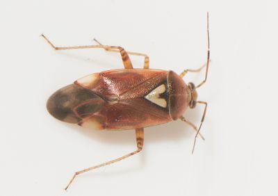 Lygus pratensis