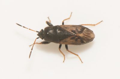 Megalonotus sabulicolus  4,9 mm