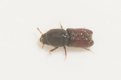 Orthotomicus proximus ( Trubbtandad barkborre )