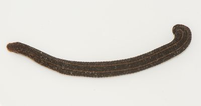 Stegared Halland 29.4-24