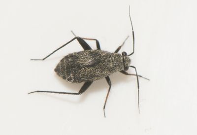 Orthocephalus saltator  3,9-5  mm