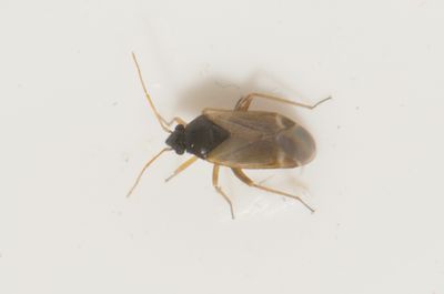 Plesiodema pinetella 3,2 mm