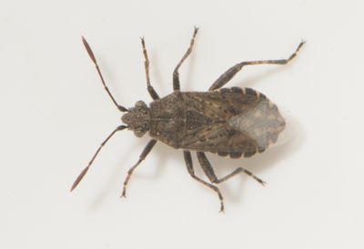 Stictopleurus punctatonervosus