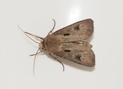 Agrotis exclamationis ( kerjordfly )