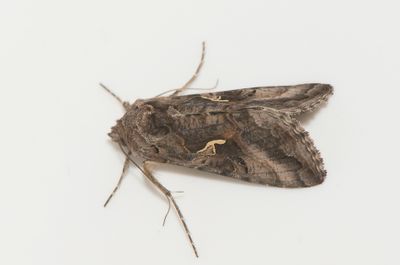 Autographa gamma ( Gammafly )