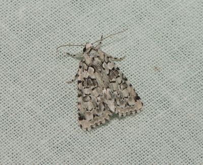Nyctobrya muralis ( Murlavfly )