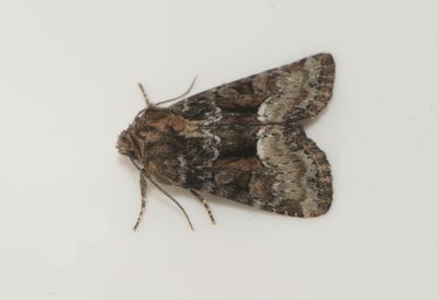 Oligia latruncula ( Rdskimrande ngsfly )