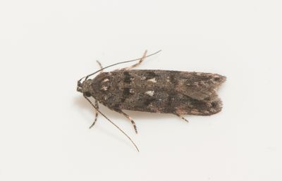 Teleiopsis diffinis ( Syrabladmal )