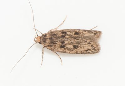 Hofmannophila pseudospretella ( Trepunktsskrpmal )