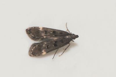 Dichomeris alacella ( Skcknlmal )