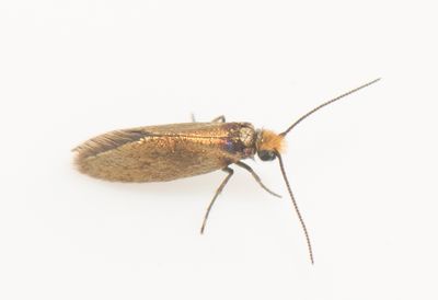 Micropterix calthella ( Krrkkmal )