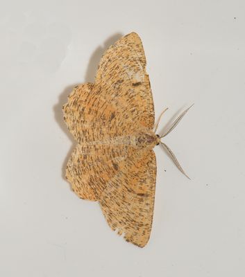 Angerona prunaria ( Plommonmtare )