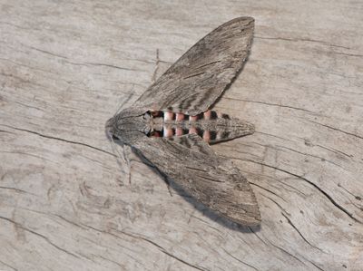Agrius convolvuli ( kervindesvrmare )