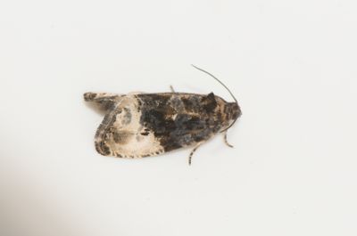 Tortricidae ( Vecklare )
