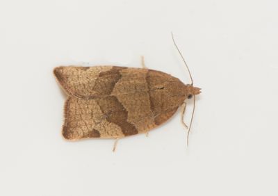  Pandemis cerasana ( Ldergul bredvecklare )