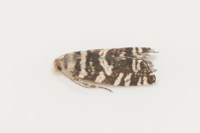 Epinotia tedella ( Granbarrvecklare )