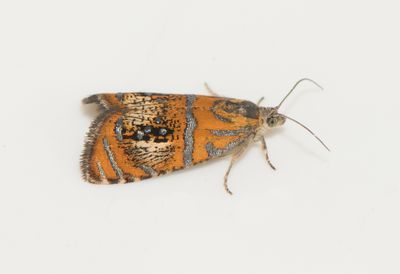 Olethreutes arcuellus ( Prydlig brokvecklare )