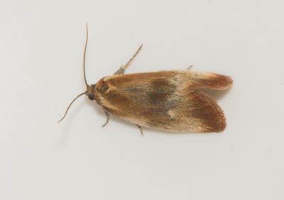 Eulia ministrana ( Kvllsbredvecklare )