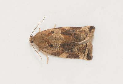 Archips xylosteanus ( Trysommarvecklare )