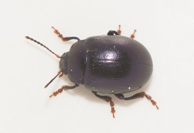 Chrysolina sturmi ( Jordrevebagge )