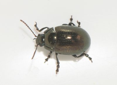 Chrysolina oricalcia ( Hundkxbagge )