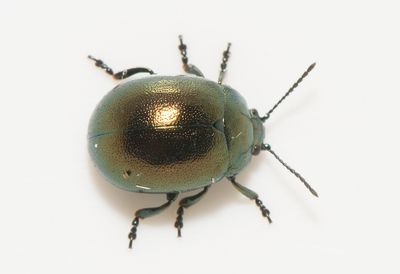 Chrysolina varians ( Mindre johannesrtsbagge )  5,5-6,5 mm