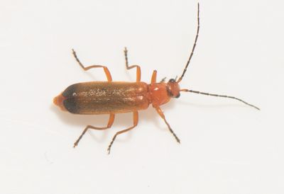 Rhagonycha fulva