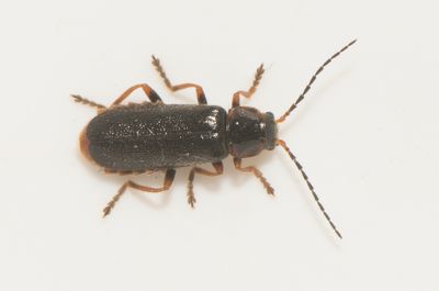 Cantharis flavilabris