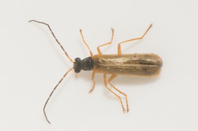 Rhagonycha lignosa