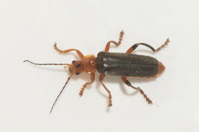 Lngemla Smland 6.6-24