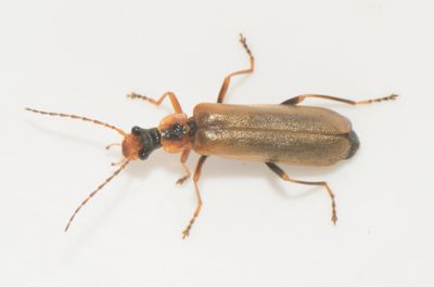Podabrus alpinus